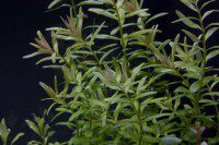 Rotala indica