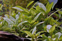 Staurogyne repens