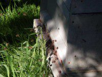Busy Bees