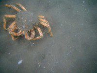 Spider Crab