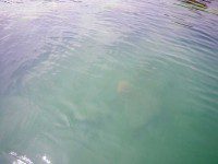 Crabs by the Reef