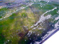 Cruising the Reef