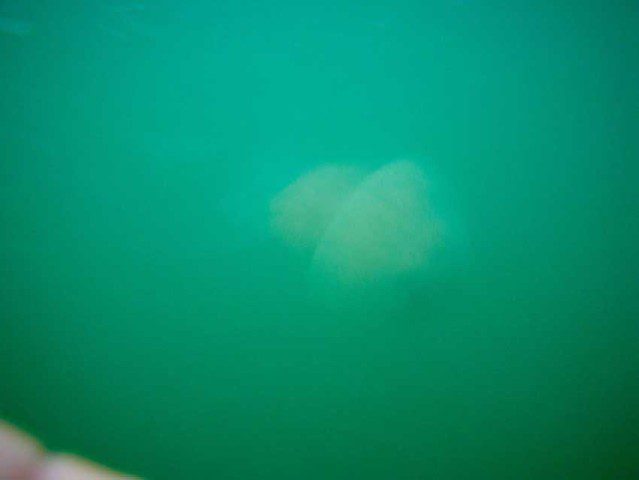 Jellies