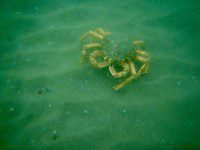 Spider Crab