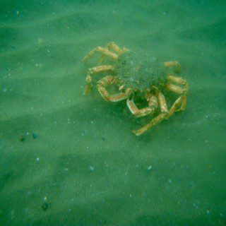 Spider Crab