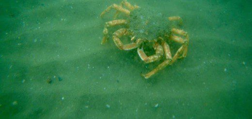 Spider Crab