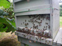 A Busy Hive
