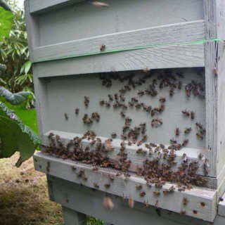 A Busy Hive