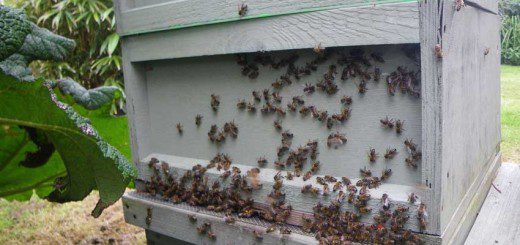 A Busy Hive