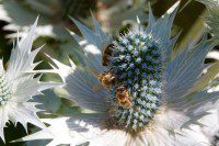Bees