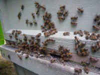 Busy Bees