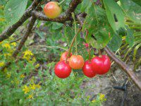 Cherries