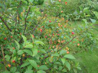 Cherry Tree