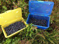 Fruit Haul