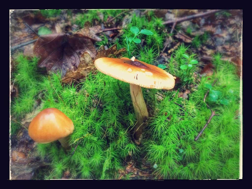 Fungi