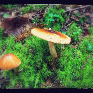 Fungi