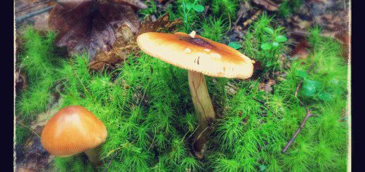 Fungi