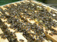 Happy Bees