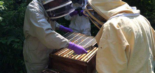 Rob and Lynfas Apiary