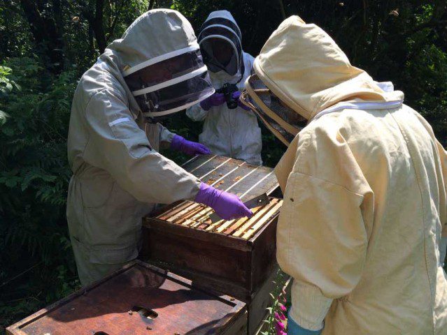 Rob and Lynfas Apiary