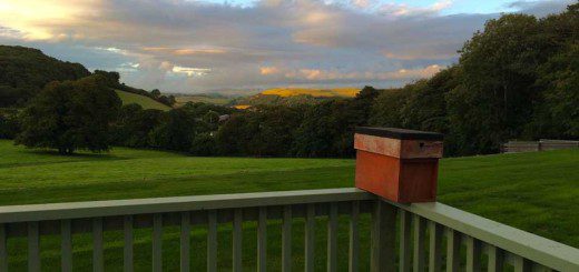 Nice View While Swarm Catching