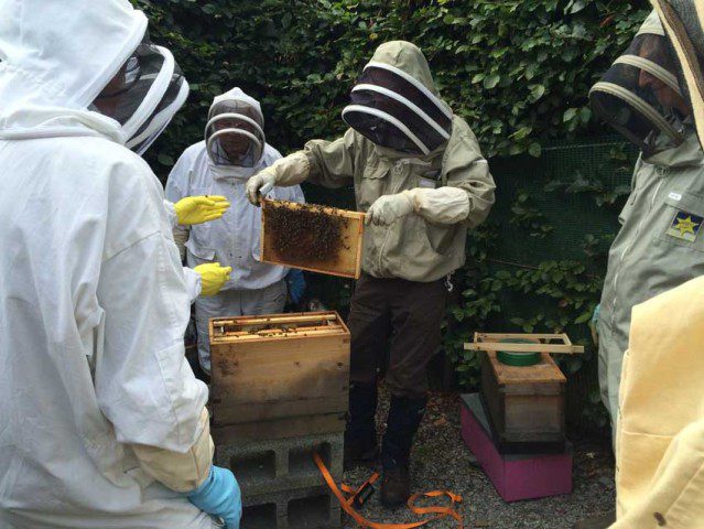 Phils Apiary