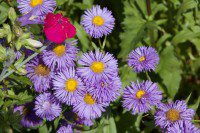 Summer Flowers