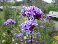 Verbena