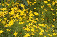 A Sea of Yellow