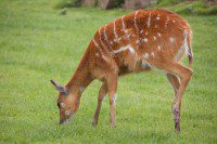 Antelope