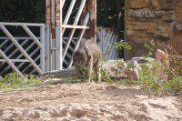 Baby Elephant