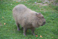 Capybara