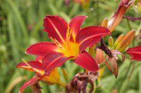 Day Lily