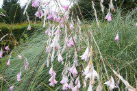 Flowering Grass