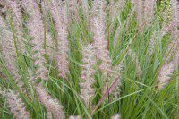 Grass