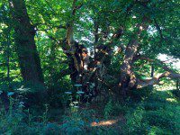 Great Chestnut