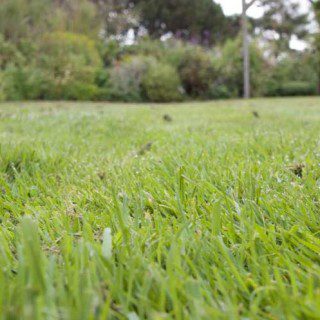 Green Green Lawn