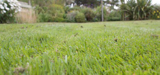 Green Green Lawn
