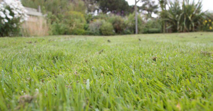 Green Green Lawn