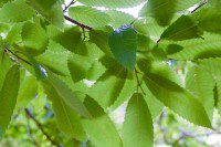 Leaves