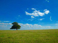 Lone Tree