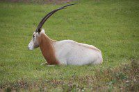 Oryx