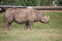 Rhino