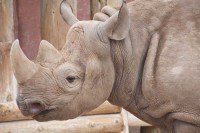 Rhino