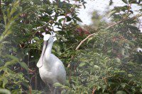 Spoonbill