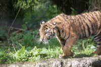 Tiger Cub