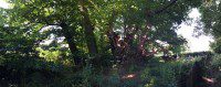 Tortworth Chestnut