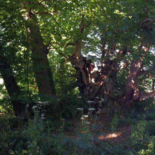 Tortworth Chestnut