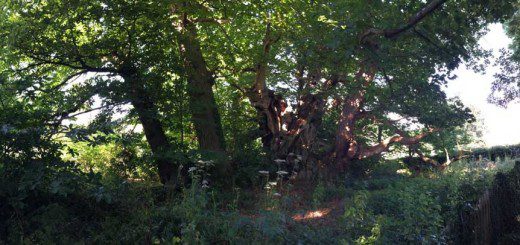 Tortworth Chestnut