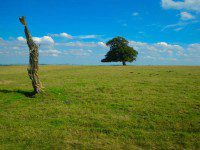 Tree Art